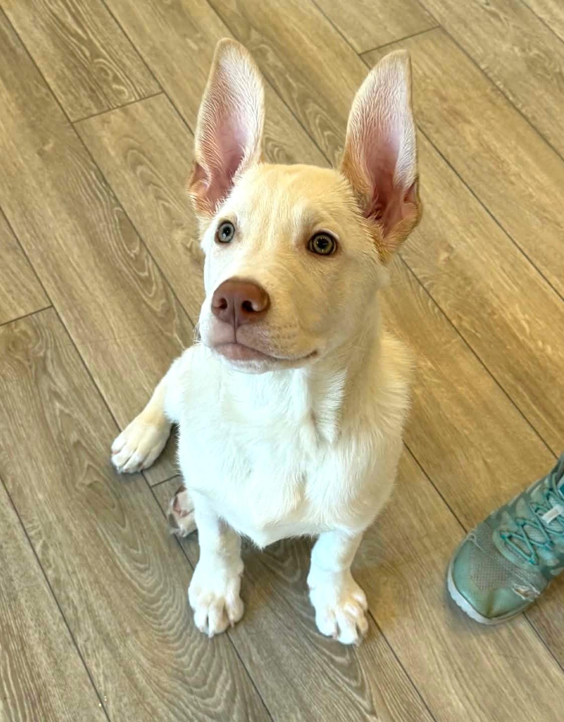 Enlarge Jigsy, an adoptable mixed breed in Palatine, IL image 2/6