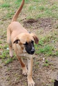 Enlarge Shaggy, a ADOPTABLE Anatolian Shepherd in Frazier Park, CA image 1/1