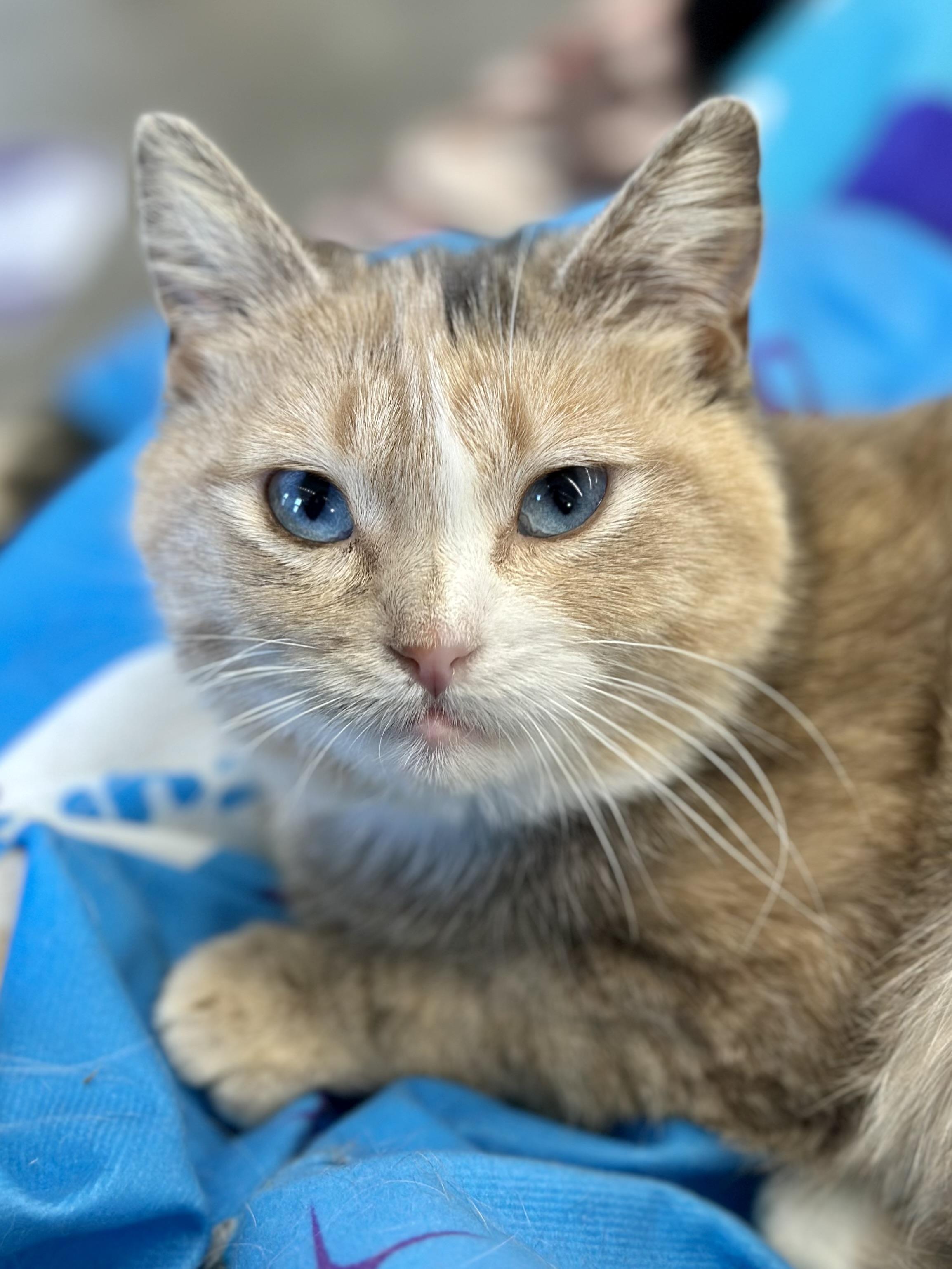 Robin, adopted, Senior Female Domestic Short Hair.
