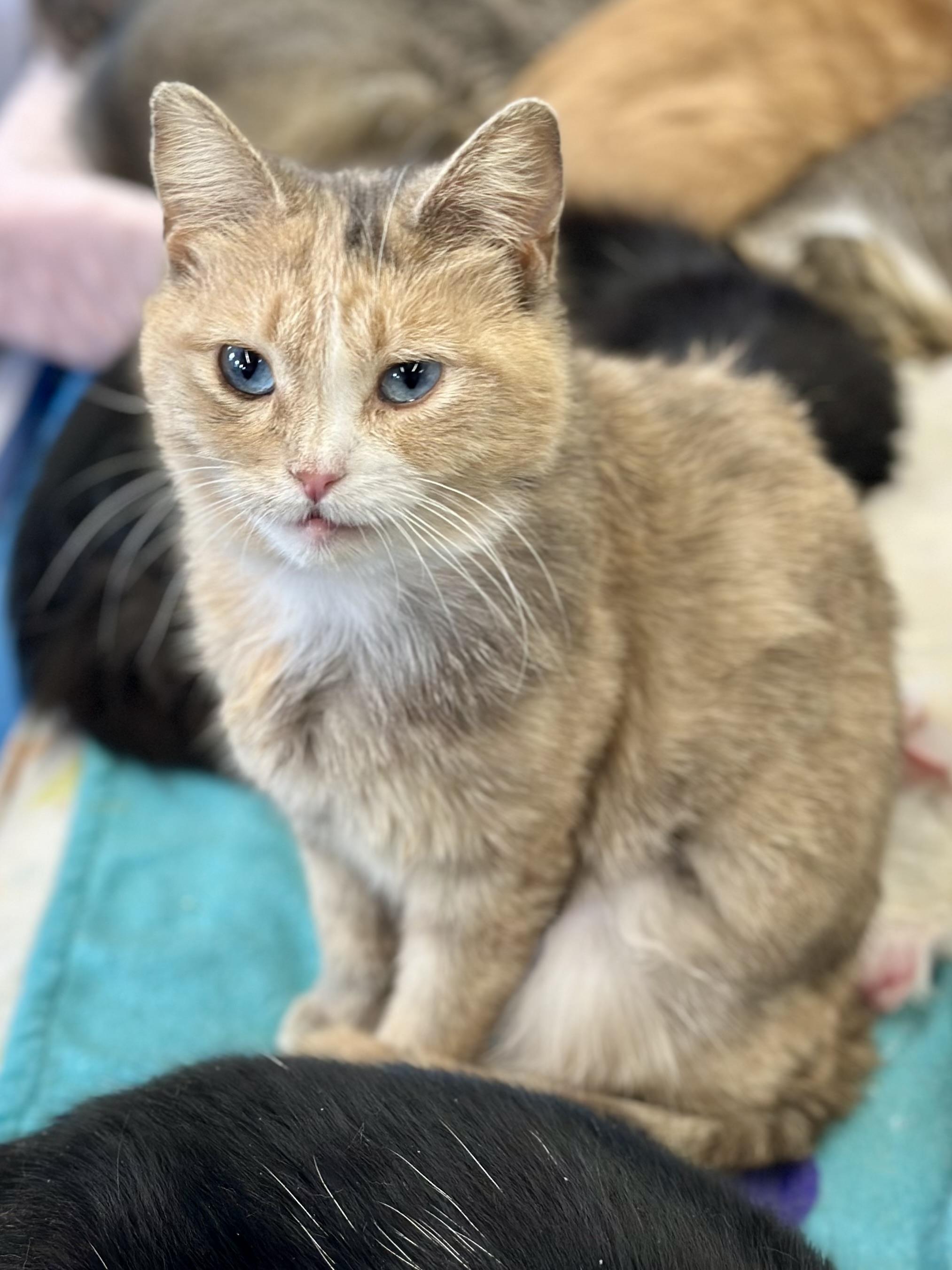 Robin, an adopted Domestic Short Hair in Faribault, MN image 5/6