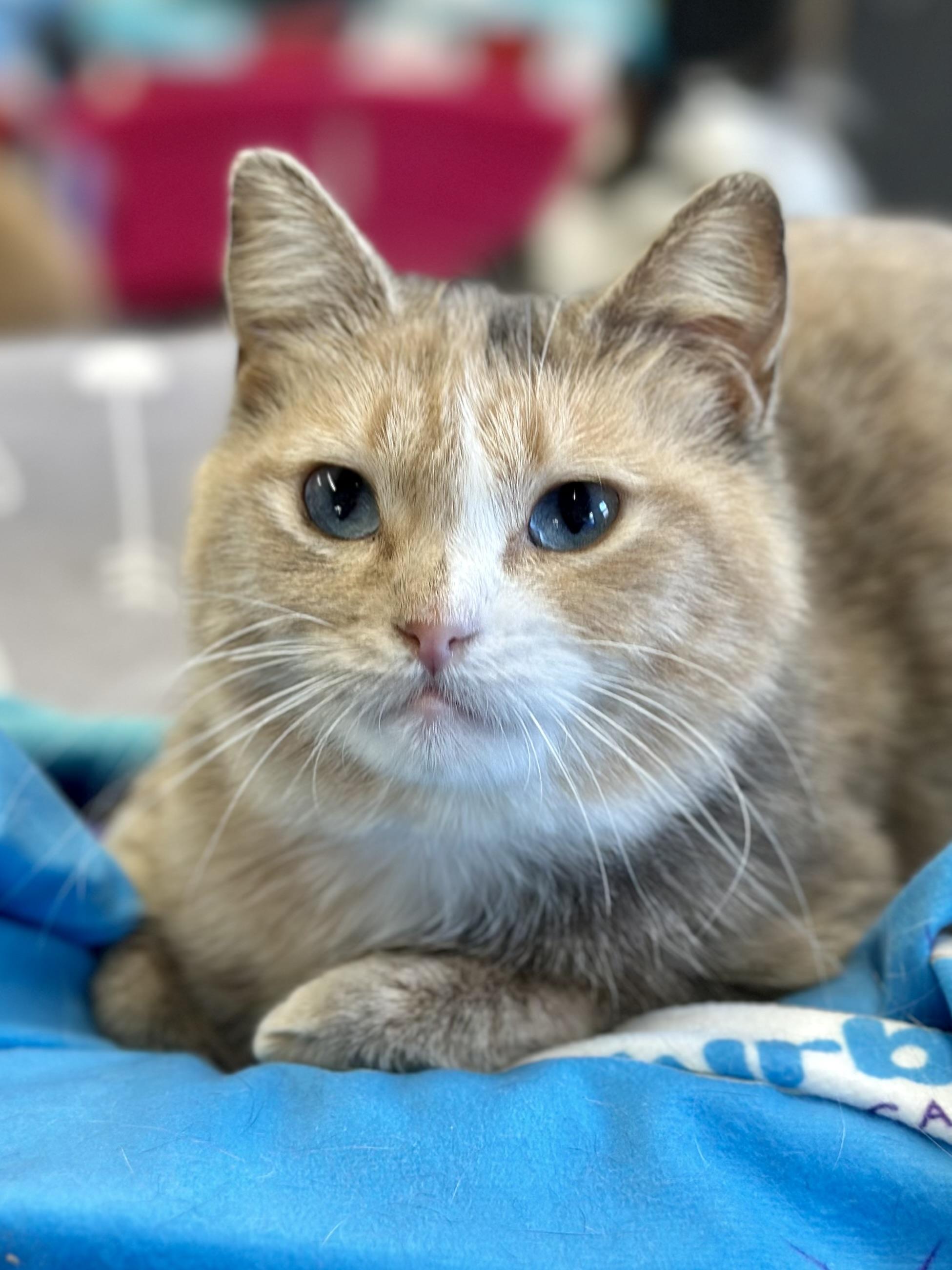Robin, an adopted Domestic Short Hair in Faribault, MN image 6/6