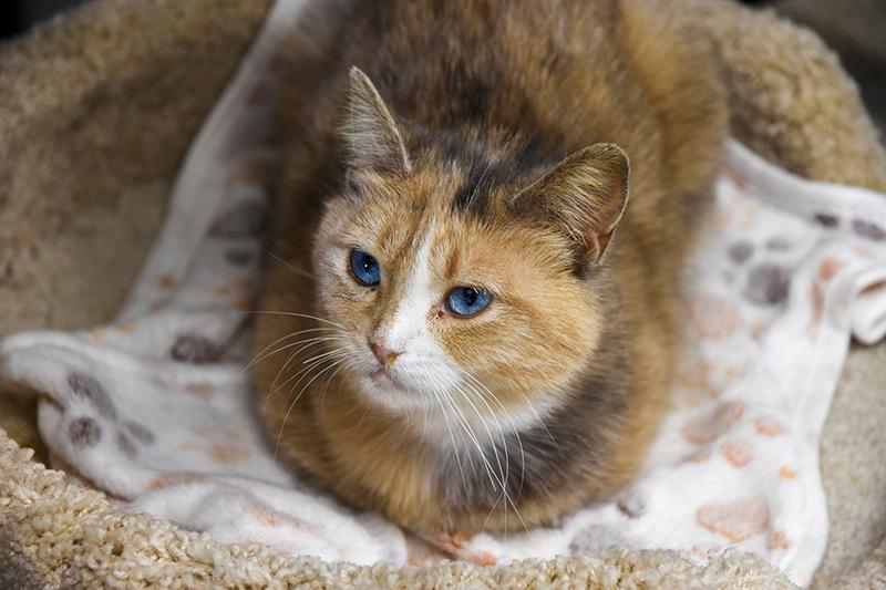 Robin, an adopted Domestic Short Hair in Faribault, MN image 4/6