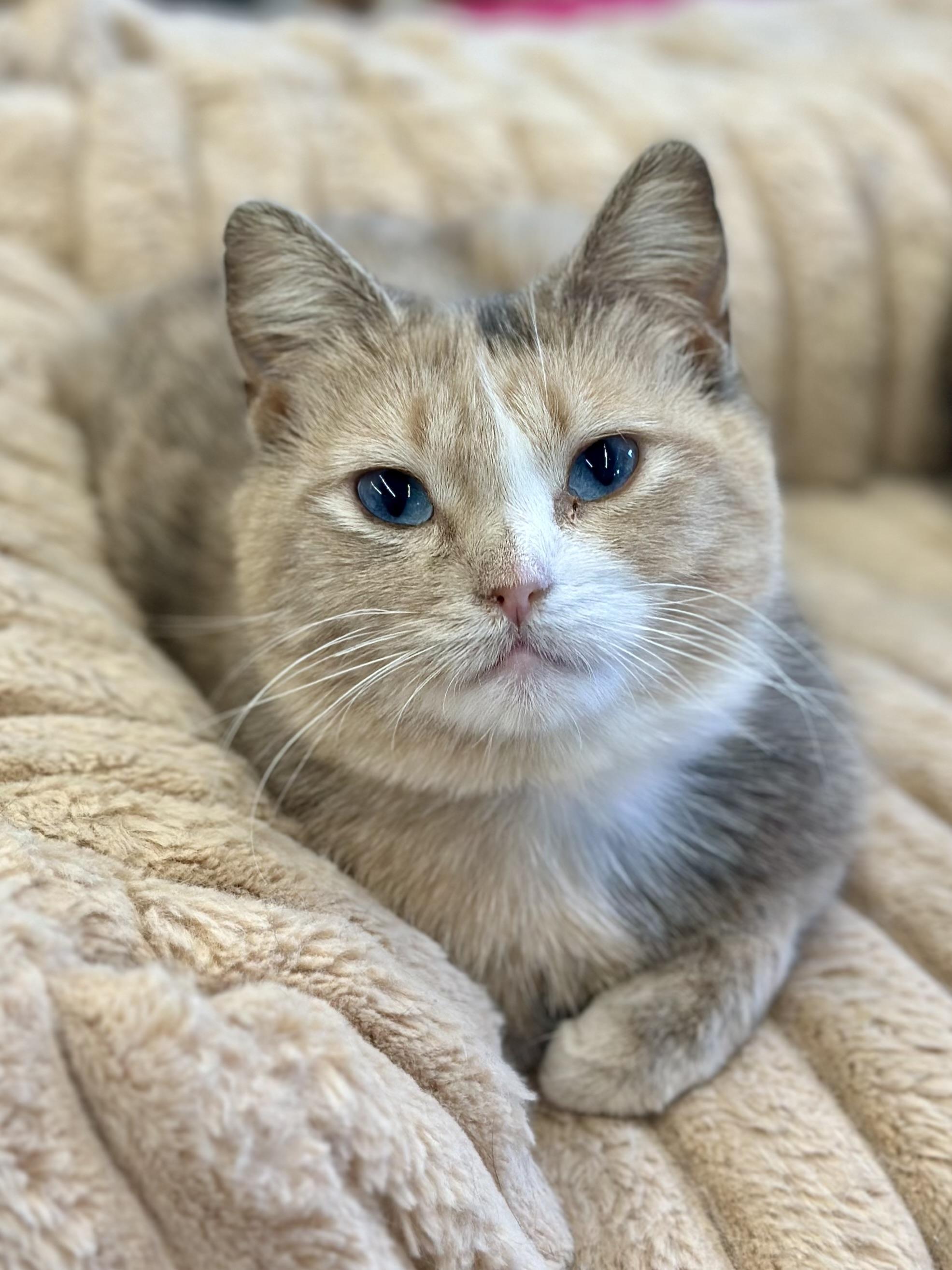 Robin, an adopted Domestic Short Hair in Faribault, MN image 2/6