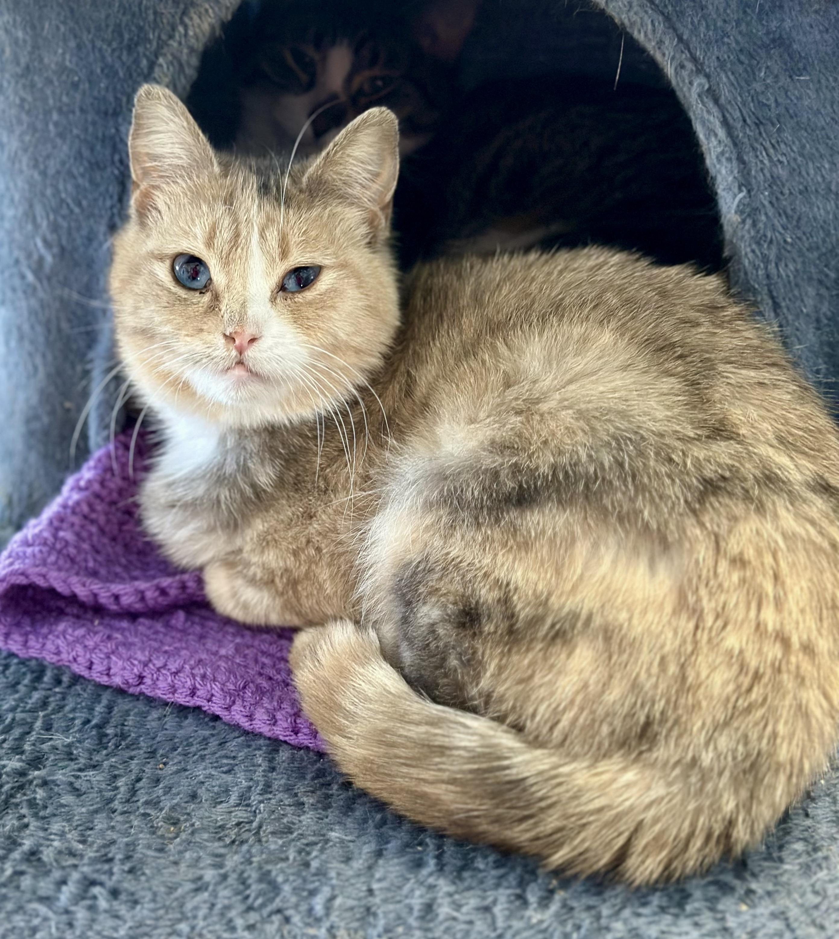 Robin, an adopted Domestic Short Hair in Faribault, MN image 3/6