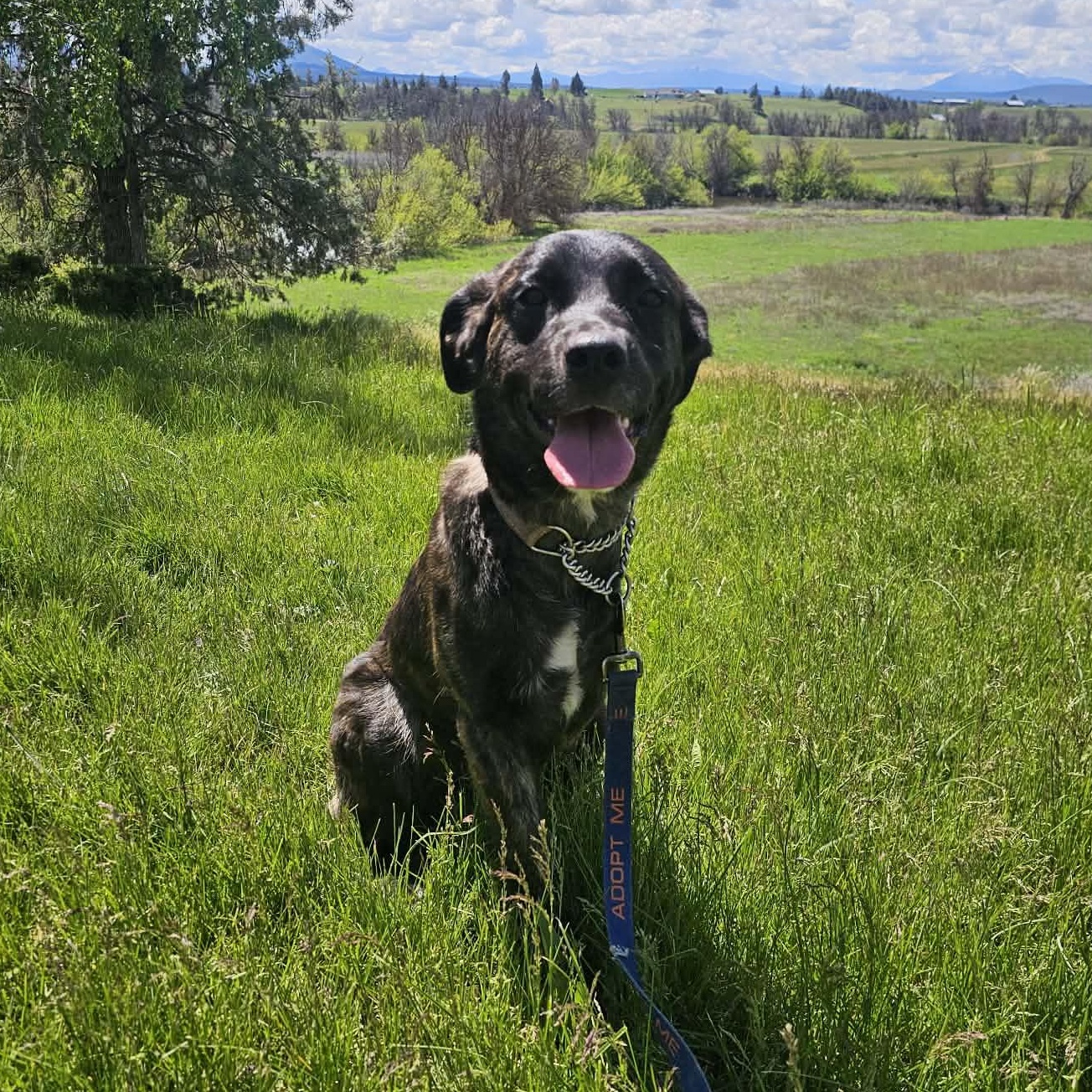 Raven , Adoptable, Adult Female Cane Corso & German Shepherd Dog.