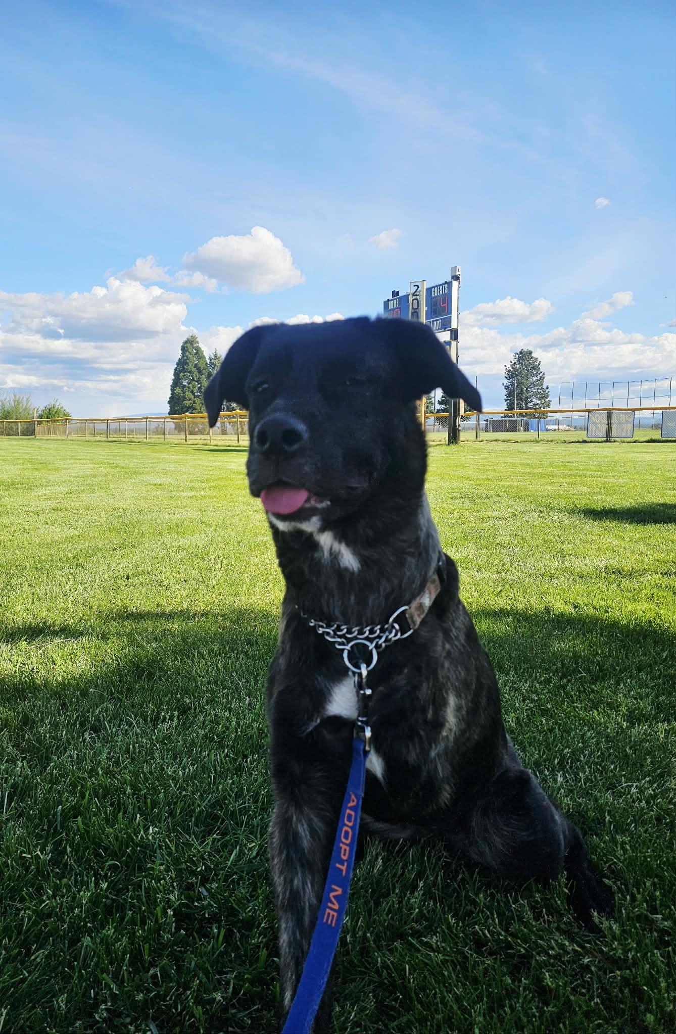 Enlarge Raven , a Adoptable mixed breed in Oakland, CA image 2/6
