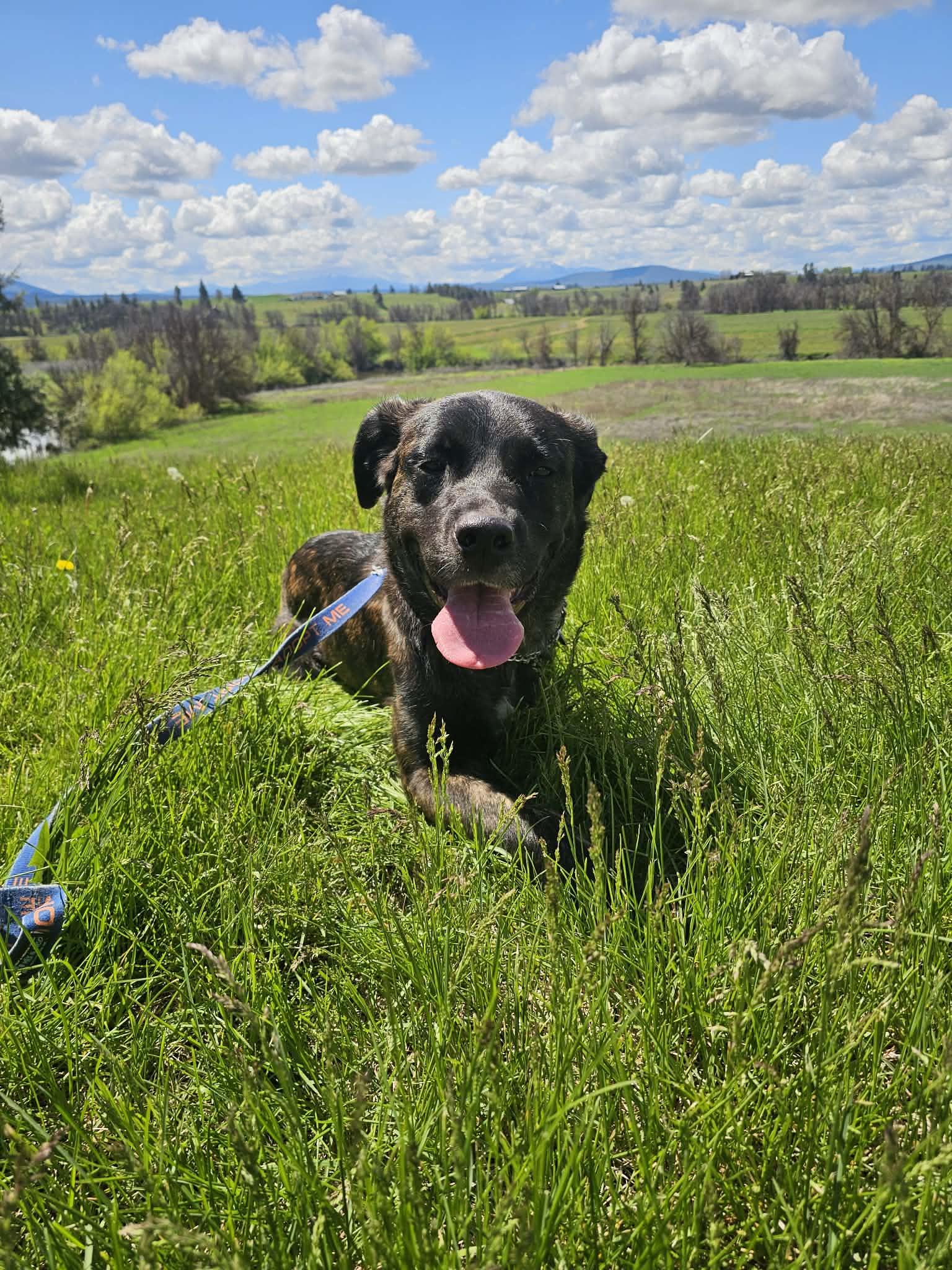 Enlarge Raven , a Adoptable mixed breed in Oakland, CA image 3/6