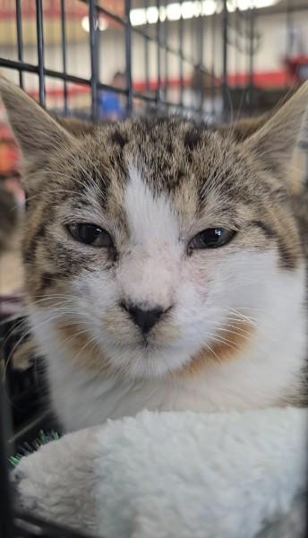 Thanksgiving, Adoptable, Young Male Domestic Short Hair.