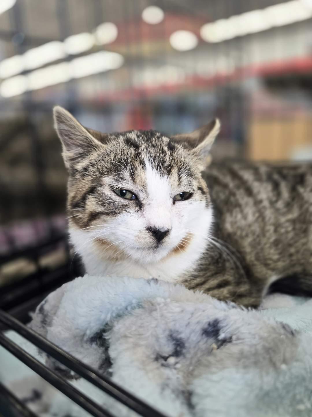 Enlarge Thanksgiving, a Adoptable Domestic Short Hair in Easley, SC image 2/3