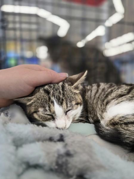 Enlarge Thanksgiving, a Adoptable Domestic Short Hair in Easley, SC image 3/3