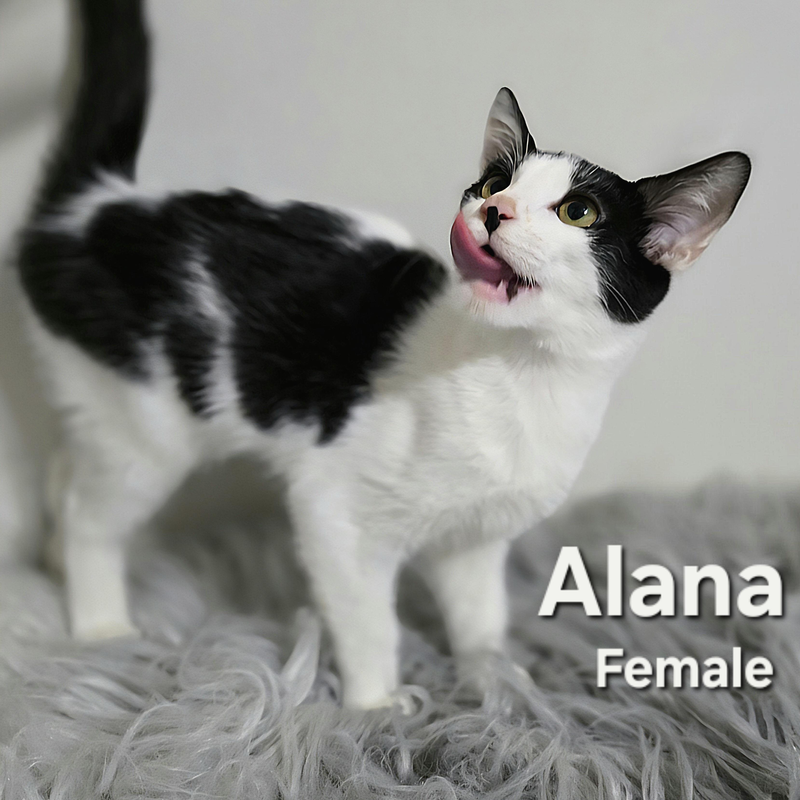 Alana