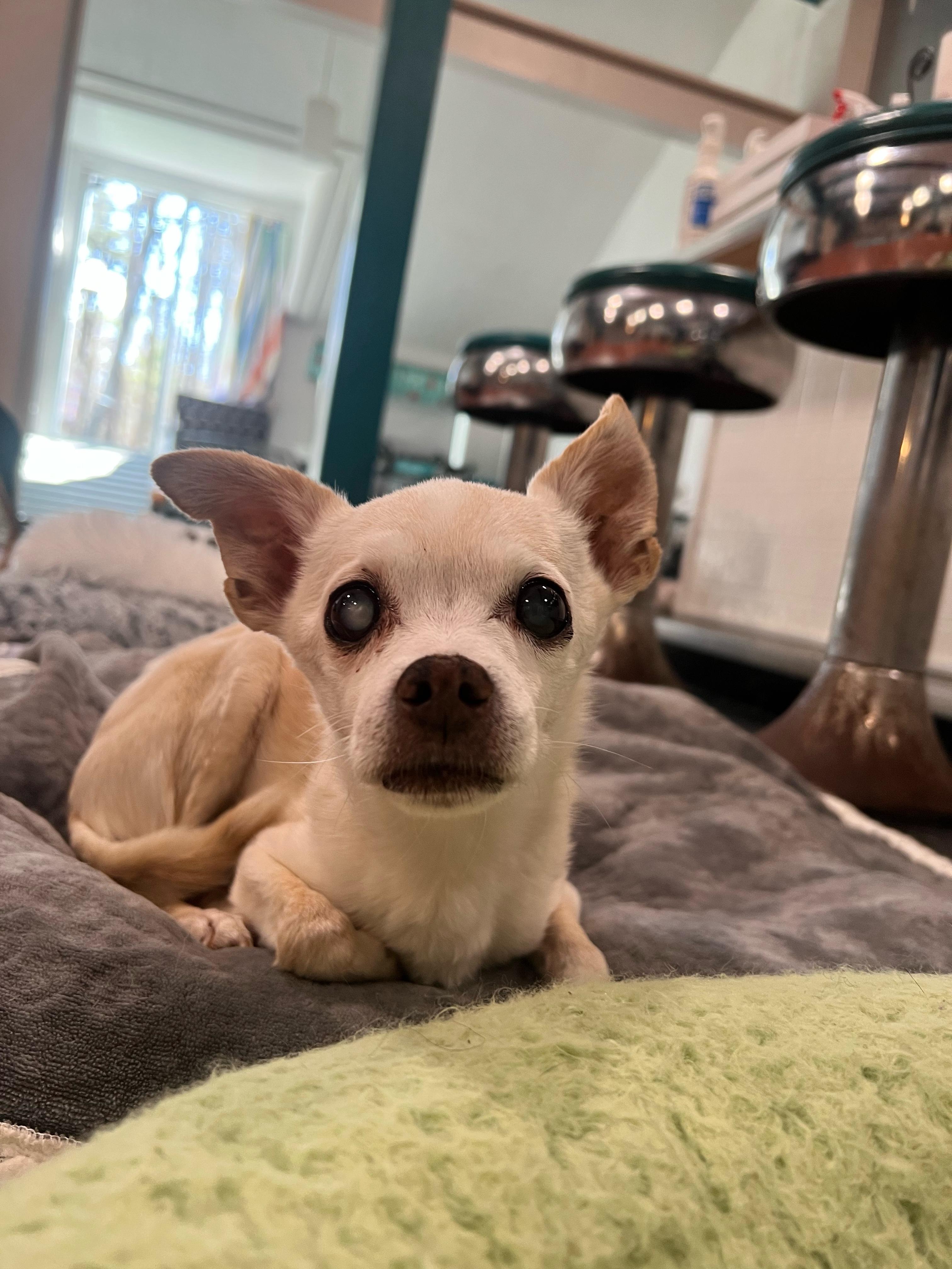 Enlarge Stewart, a ADOPTABLE Chihuahua in Foster, RI image 5/5