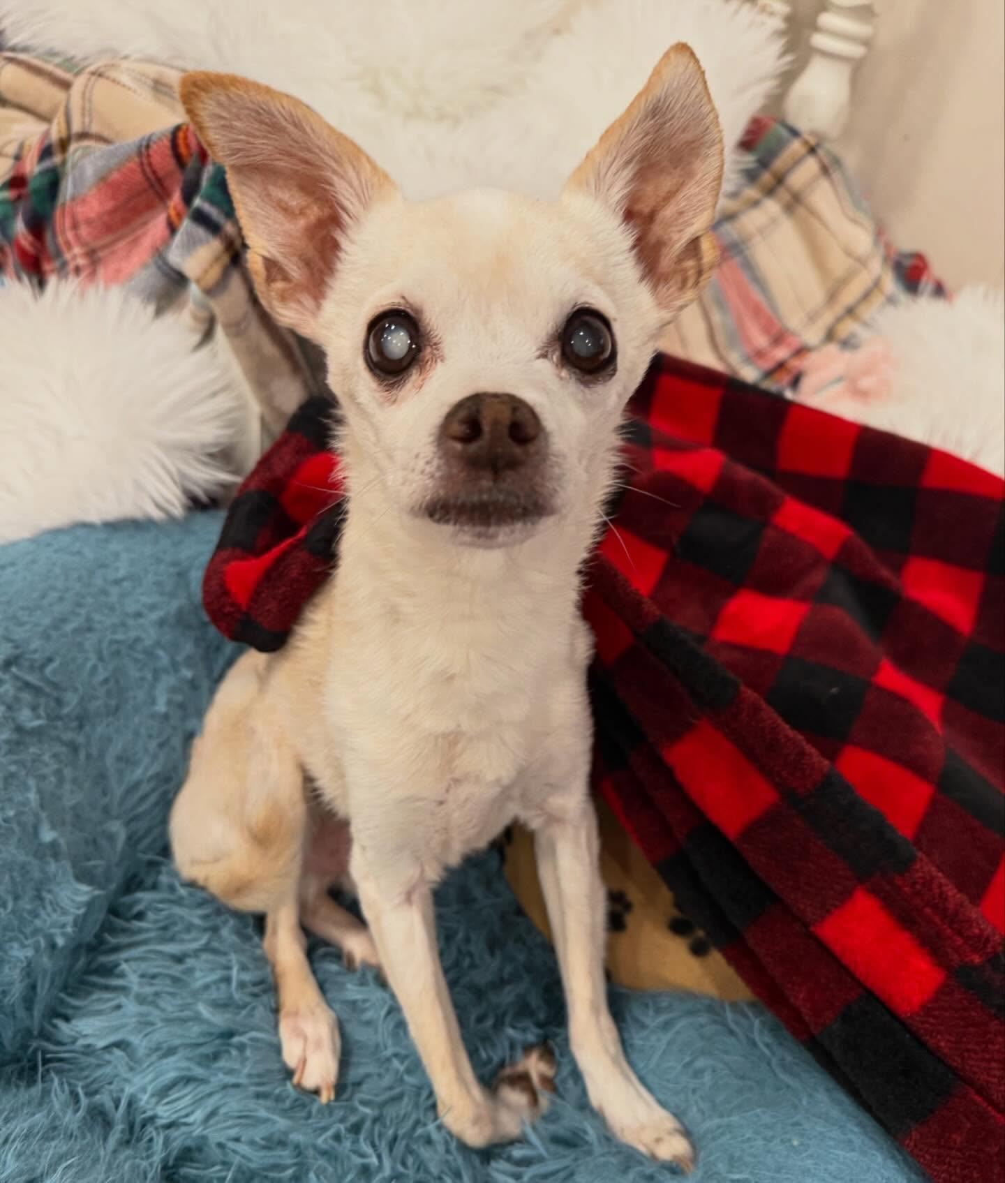 Stewart, ADOPTABLE, Senior Male Chihuahua.
