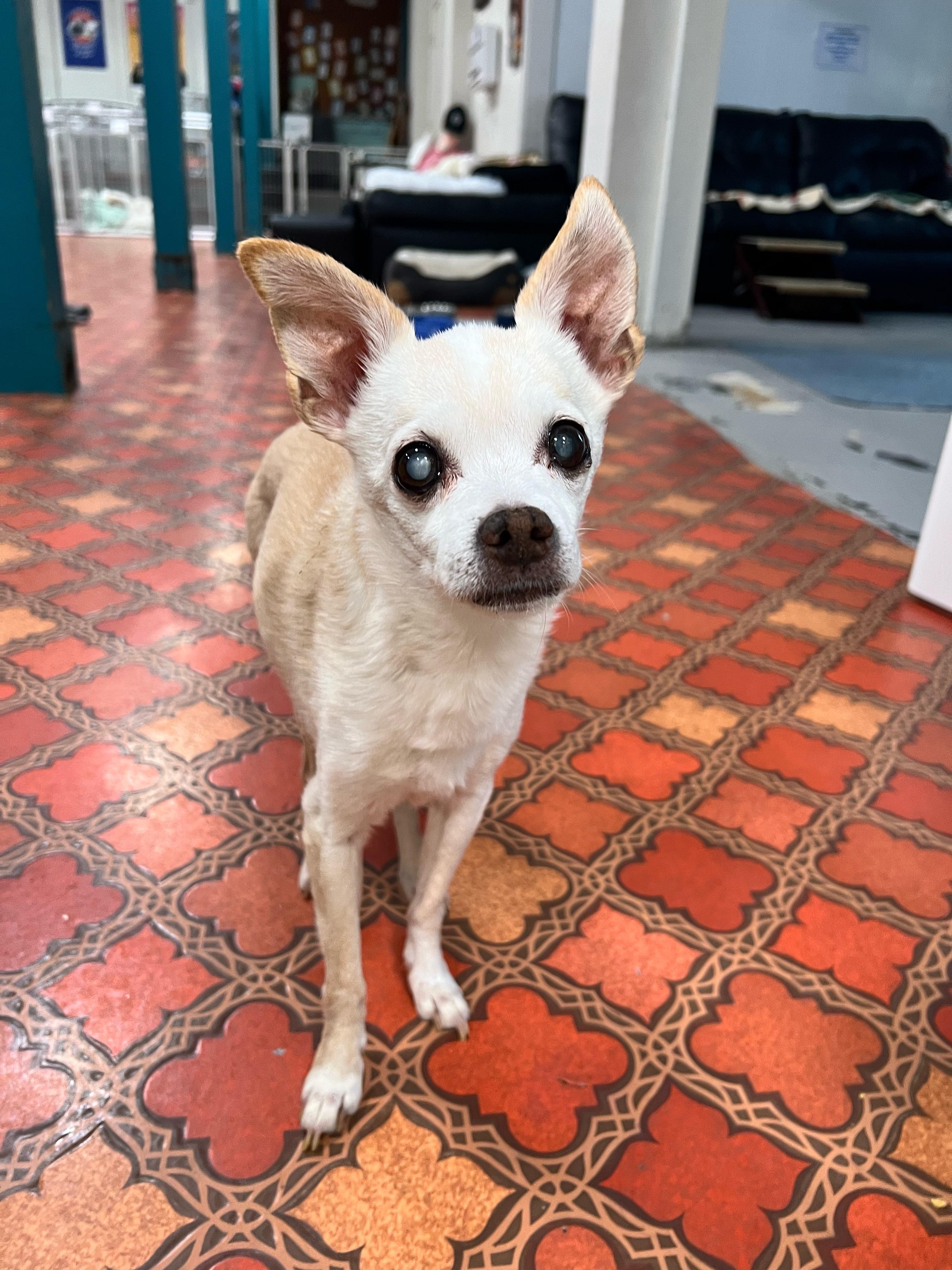 Enlarge Stewart, a ADOPTABLE Chihuahua in Foster, RI image 2/5