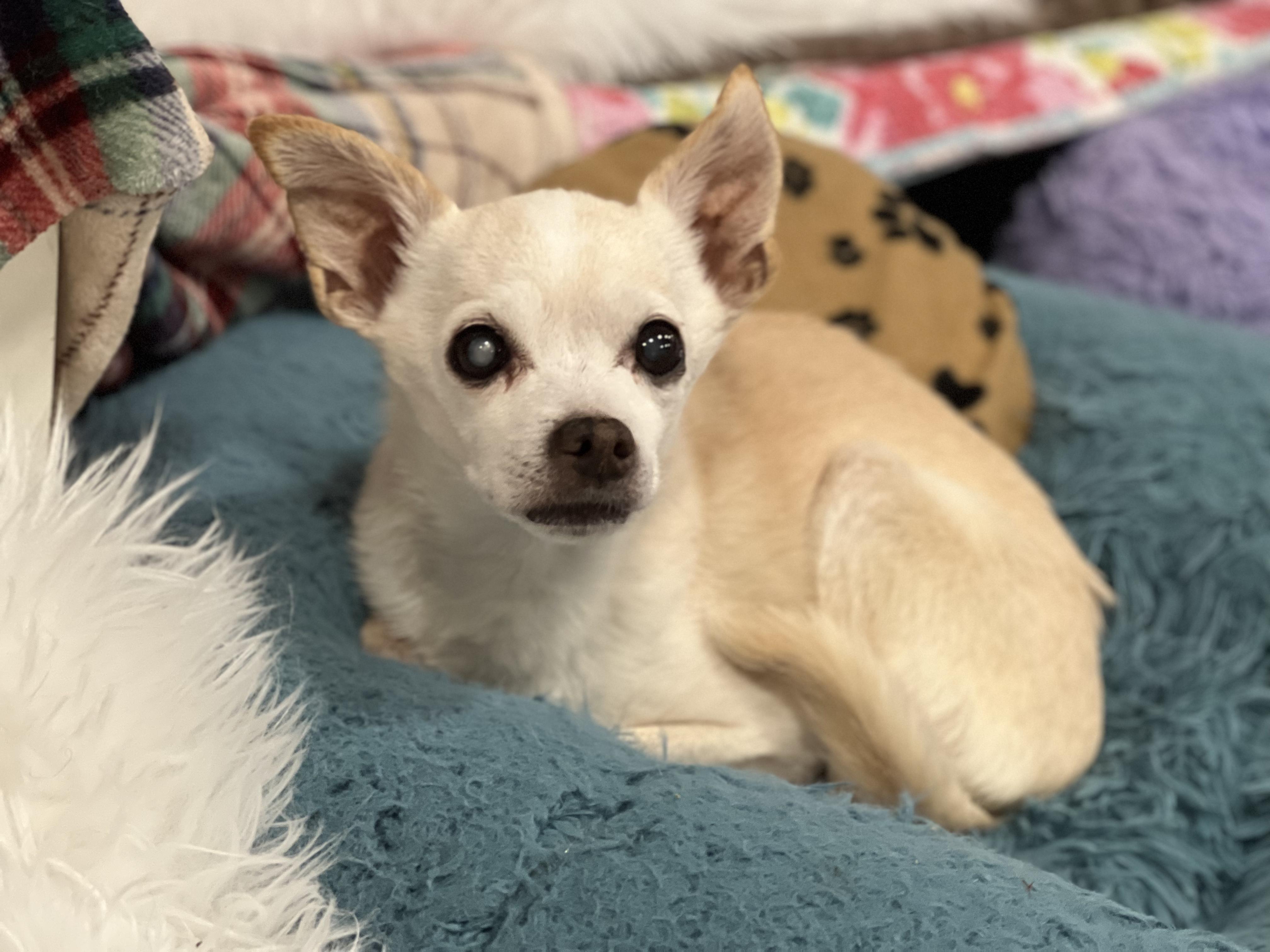 Enlarge Stewart, a ADOPTABLE Chihuahua in Foster, RI image 4/5