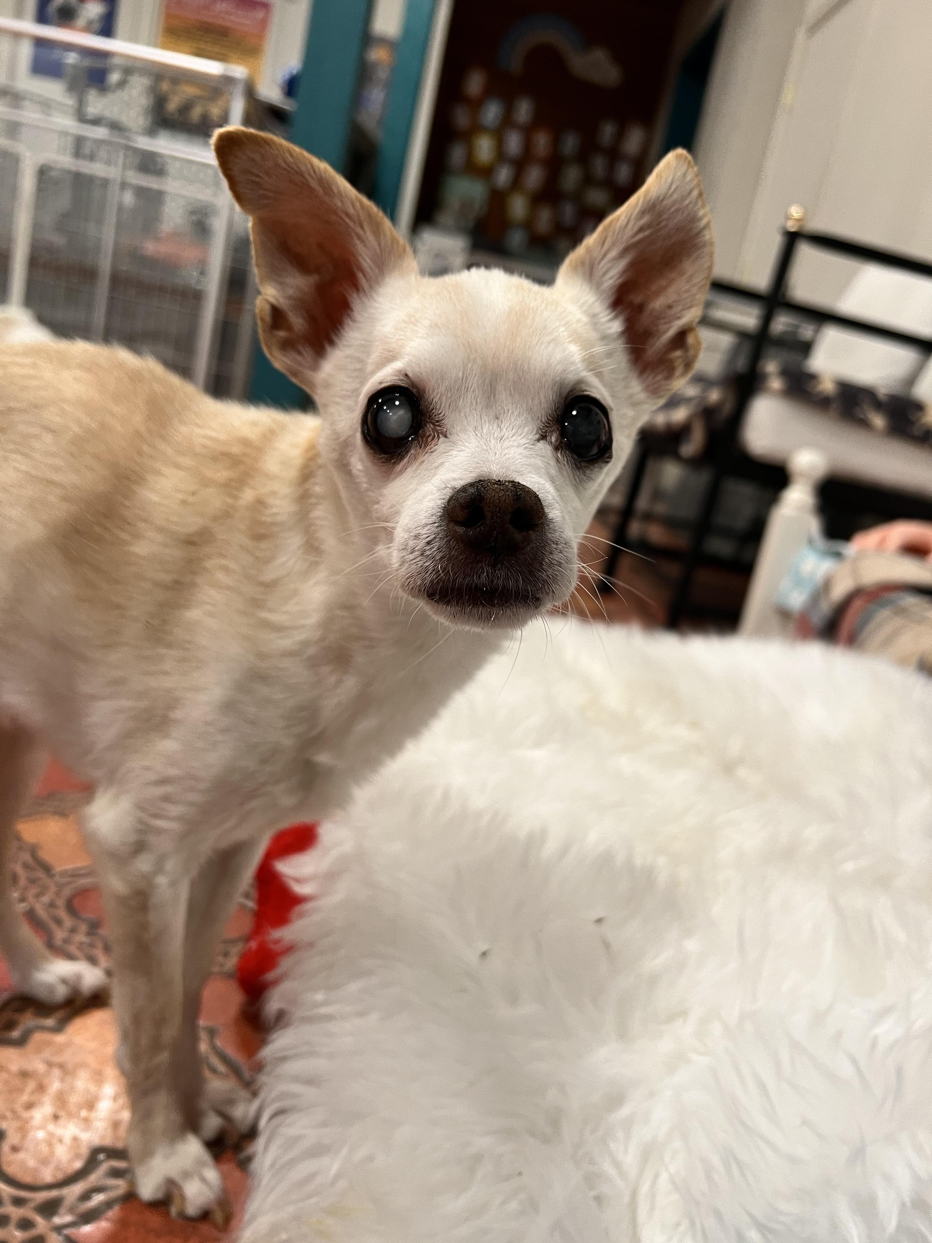 Enlarge Stewart, a ADOPTABLE Chihuahua in Foster, RI image 3/5