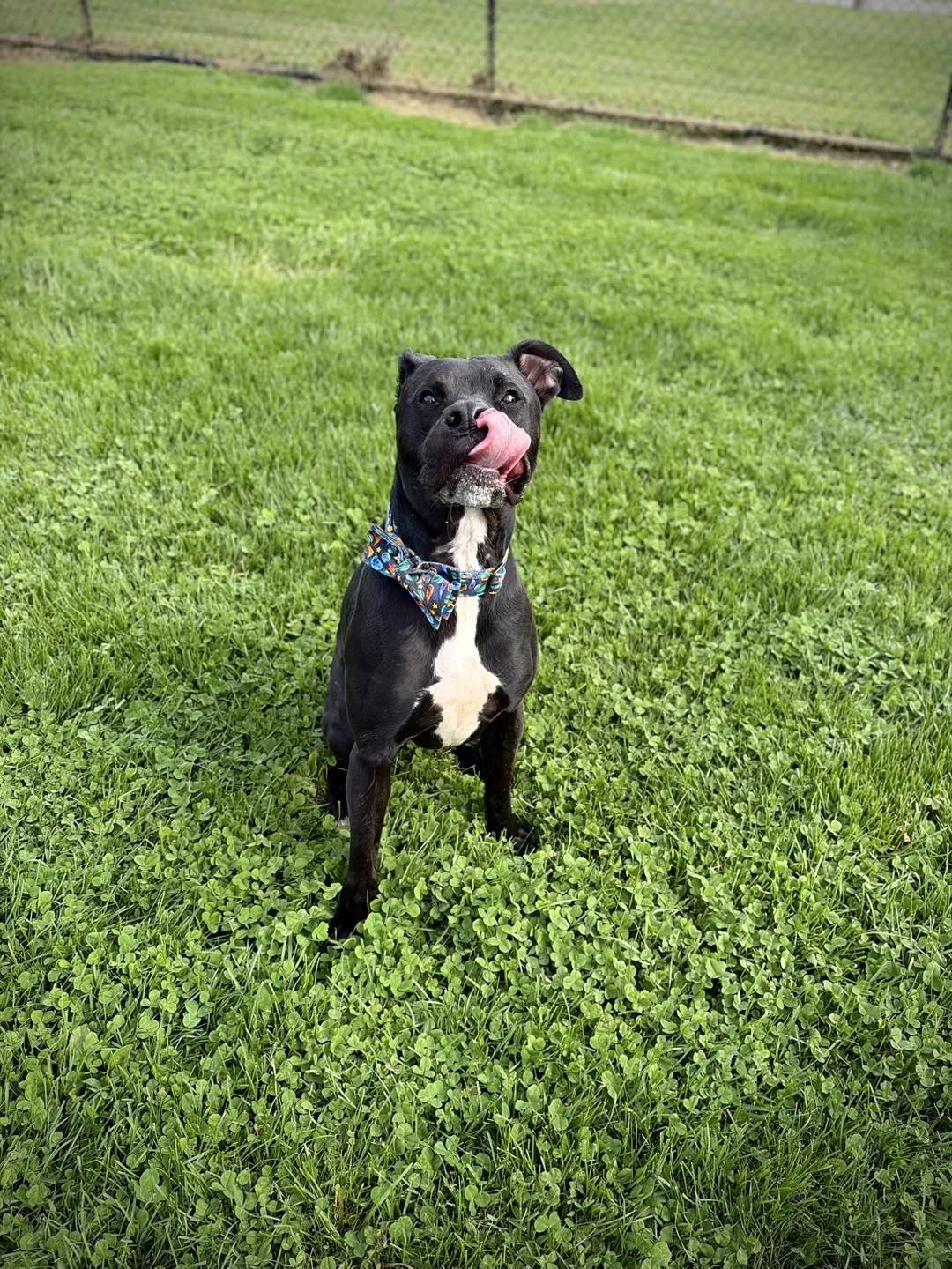 Enlarge Lucky, a ADOPTABLE Mixed Breed in Greensburg, IN image 2/2