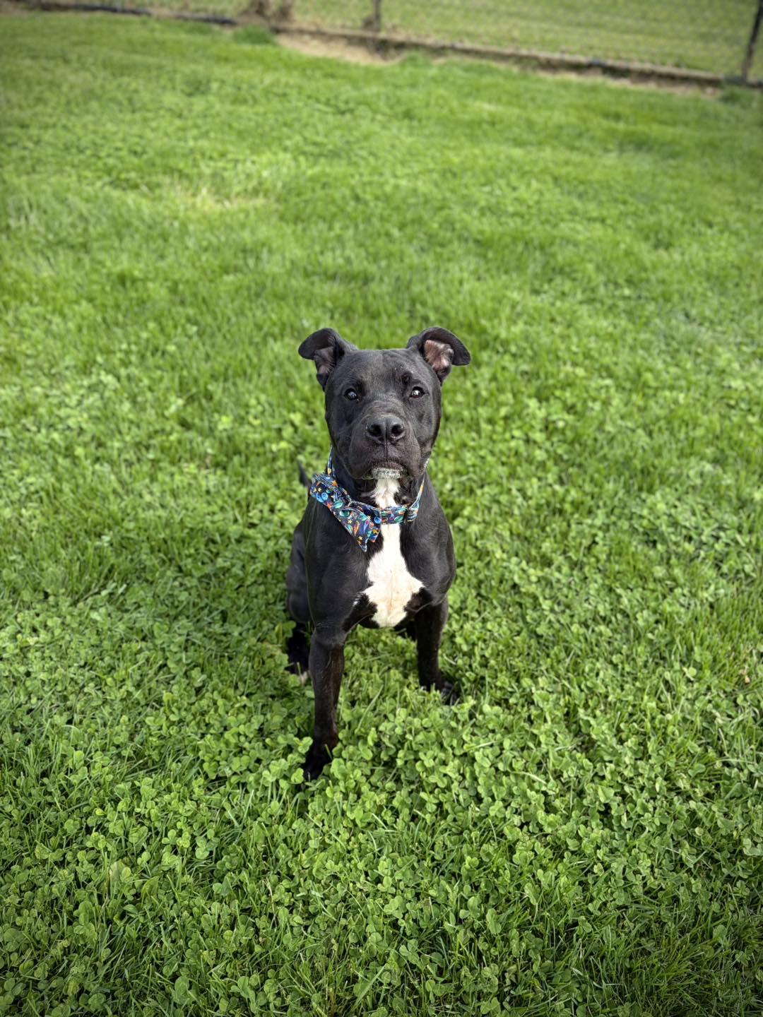 Enlarge Lucky, a ADOPTABLE Mixed Breed in Greensburg, IN image 1/2