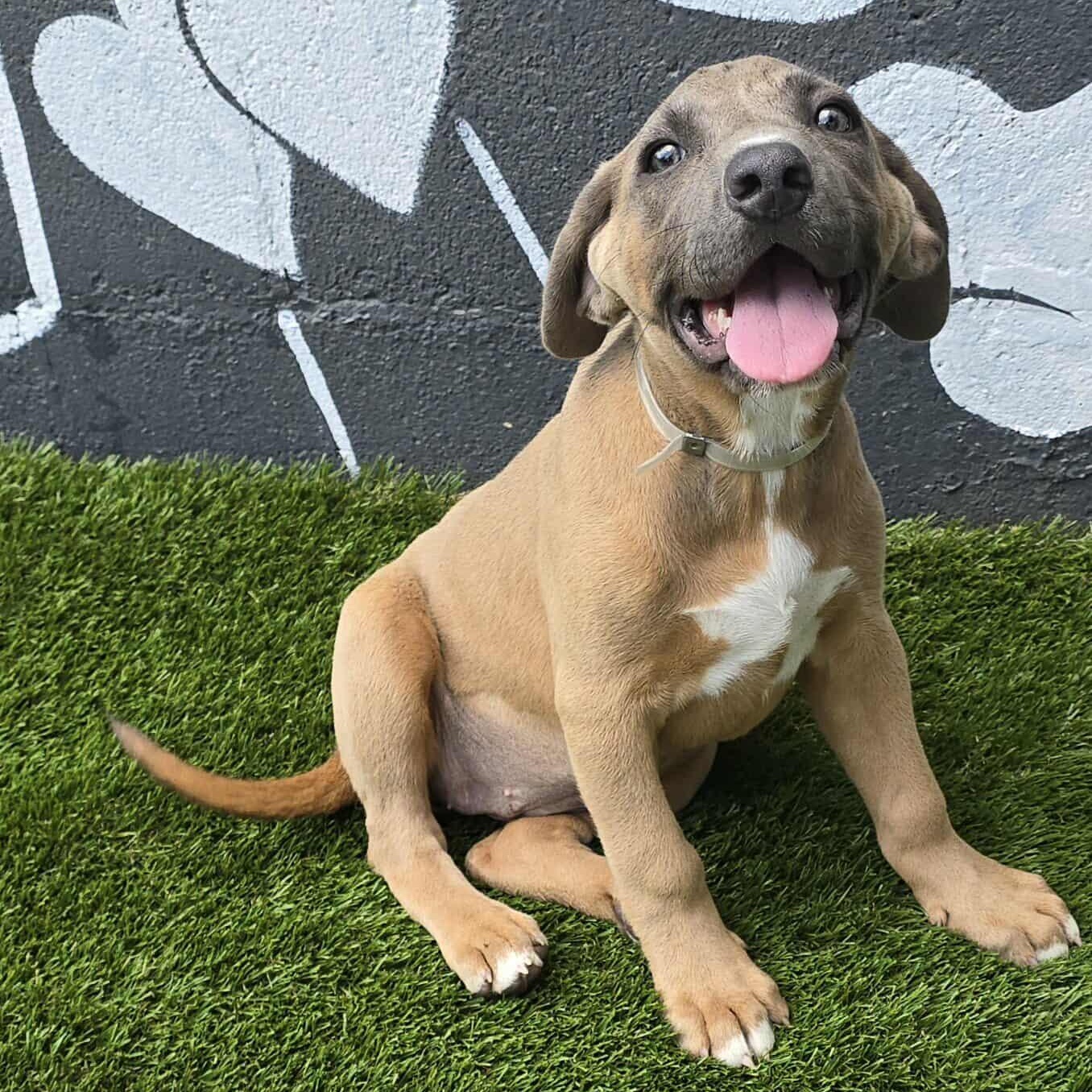 Florentine *foster needed*