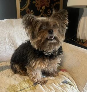 Enlarge Laycee , a Adoptable Yorkshire Terrier in Weatherford, TX image 2/5