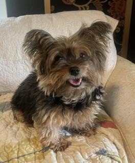 Enlarge Laycee , a Adoptable Yorkshire Terrier in Weatherford, TX image 1/5