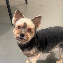 Laycee , adoptable, Adult Female Yorkshire Terrier.