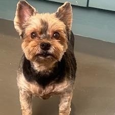 Laycee , adoptable, Adult Female Yorkshire Terrier.
