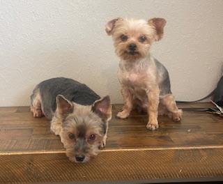 Enlarge Laycee , an adoptable Yorkshire Terrier in Weatherford, TX image 4/4