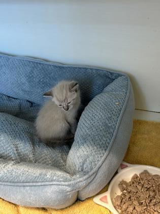 Simon — thumbnail 2