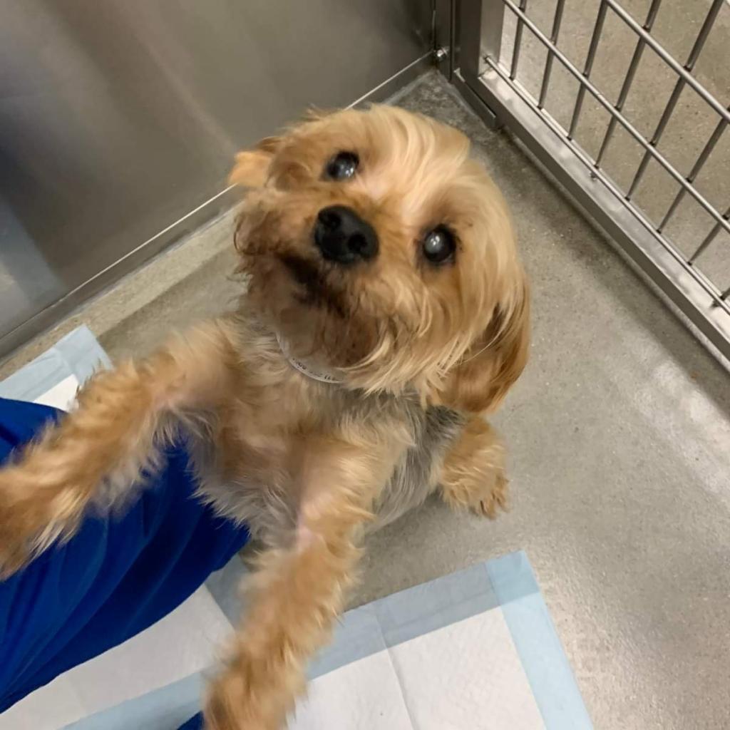 Buddy G, a Adoptable Yorkshire Terrier in Houston, TX image 1/6