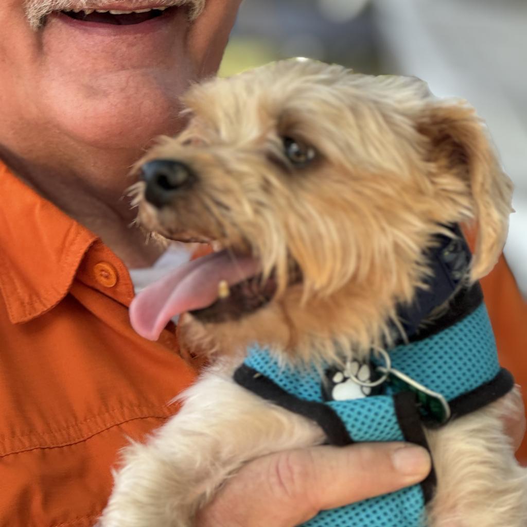Buddy G, a Adoptable Yorkshire Terrier in Houston, TX image 2/6