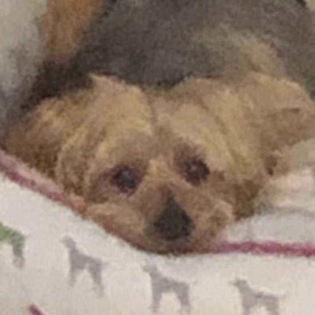 Buddy G, a Adoptable Yorkshire Terrier in Houston, TX image 4/6