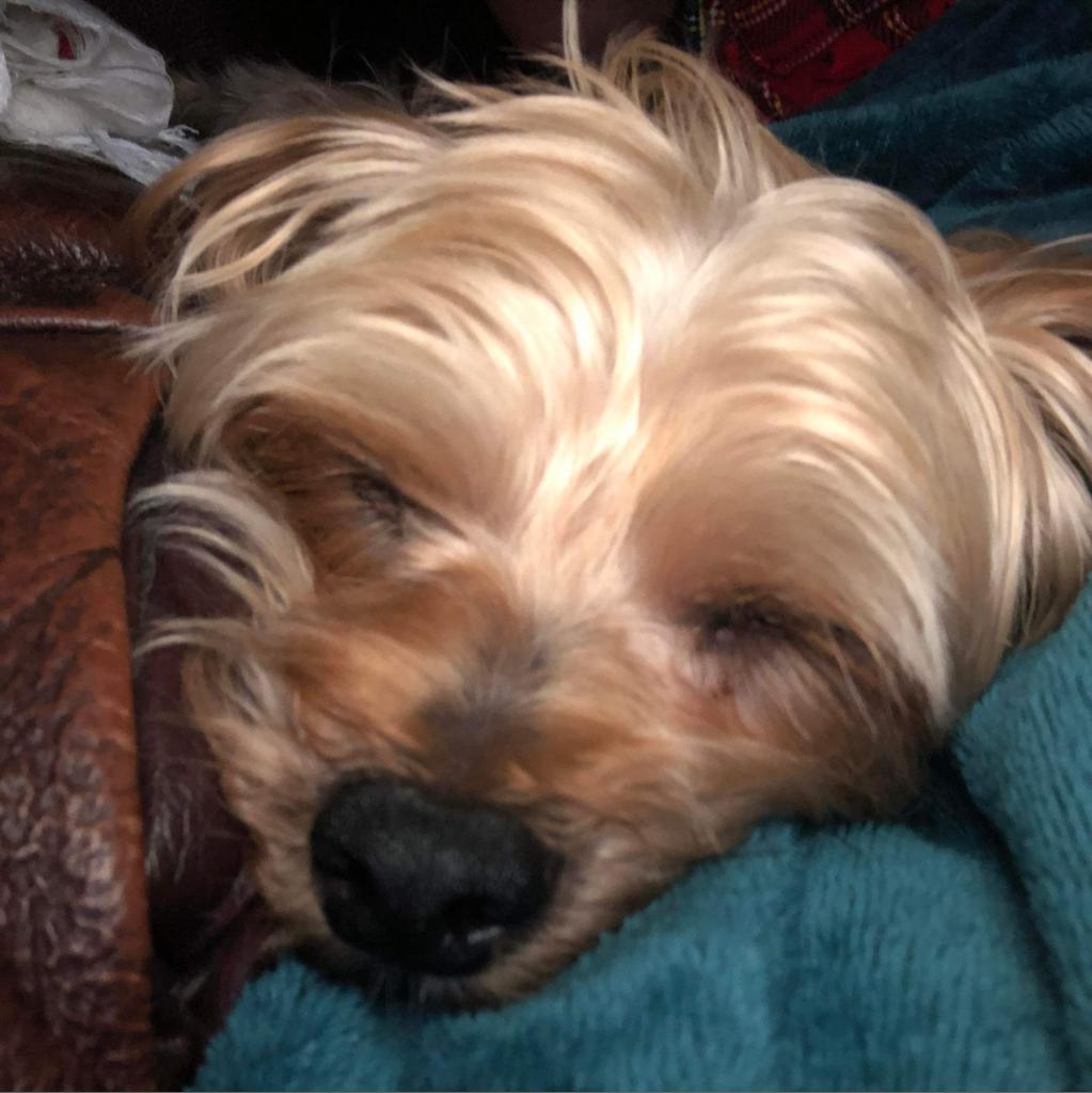 Enlarge Buddy G, a Adoptable Yorkshire Terrier in Houston, TX image 3/6