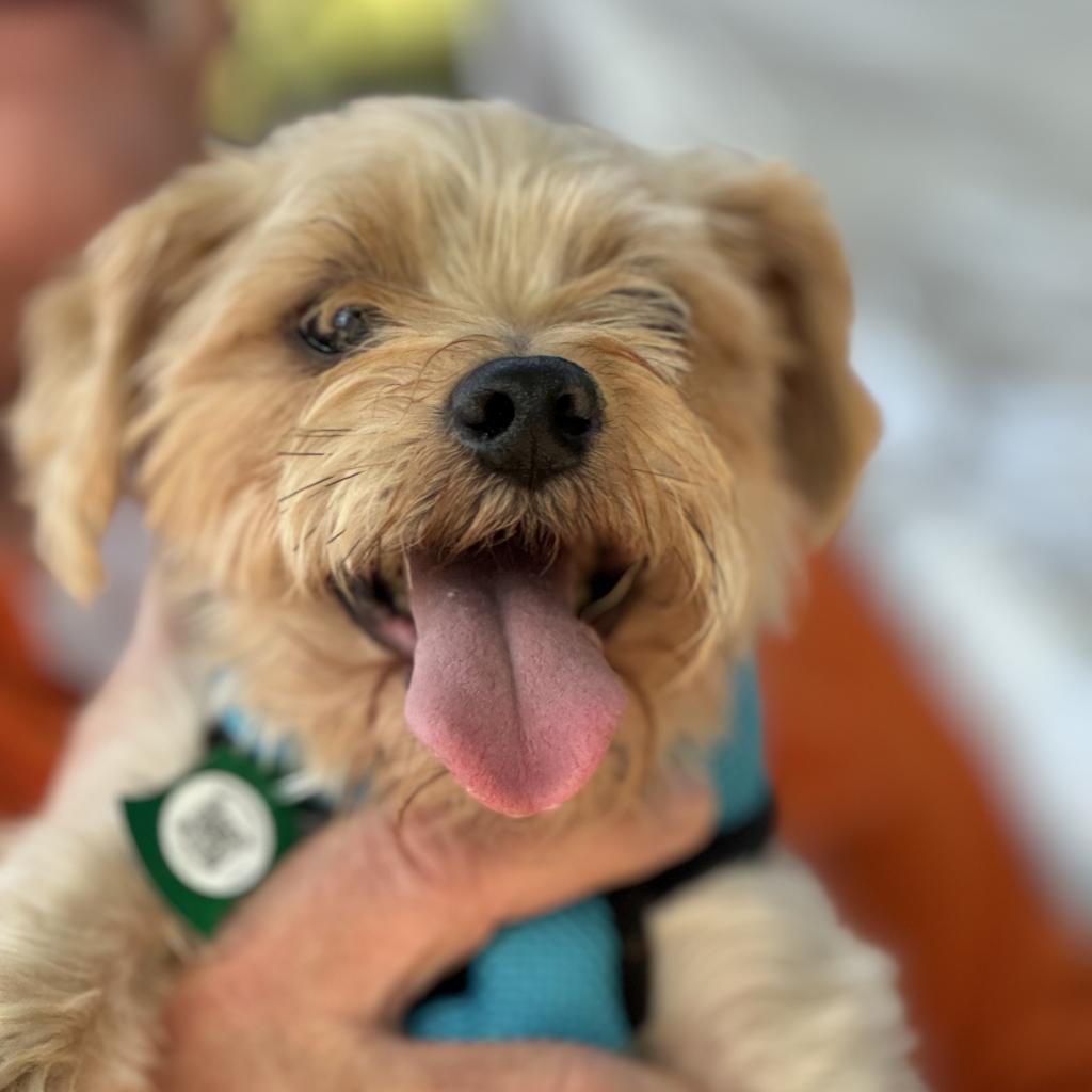 Buddy G, a Adoptable Yorkshire Terrier in Houston, TX image 6/6