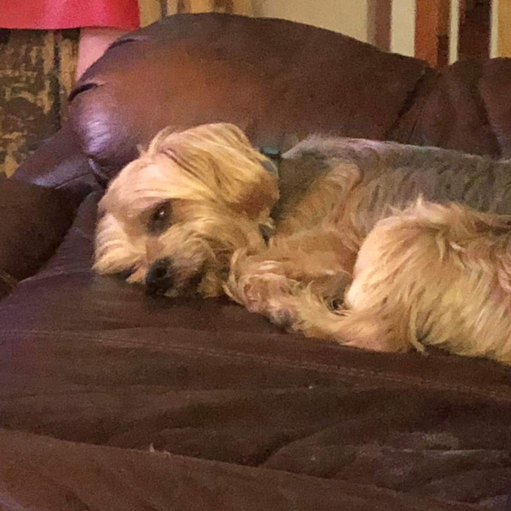 Enlarge Buddy G, a Adoptable Yorkshire Terrier in Houston, TX image 6/6