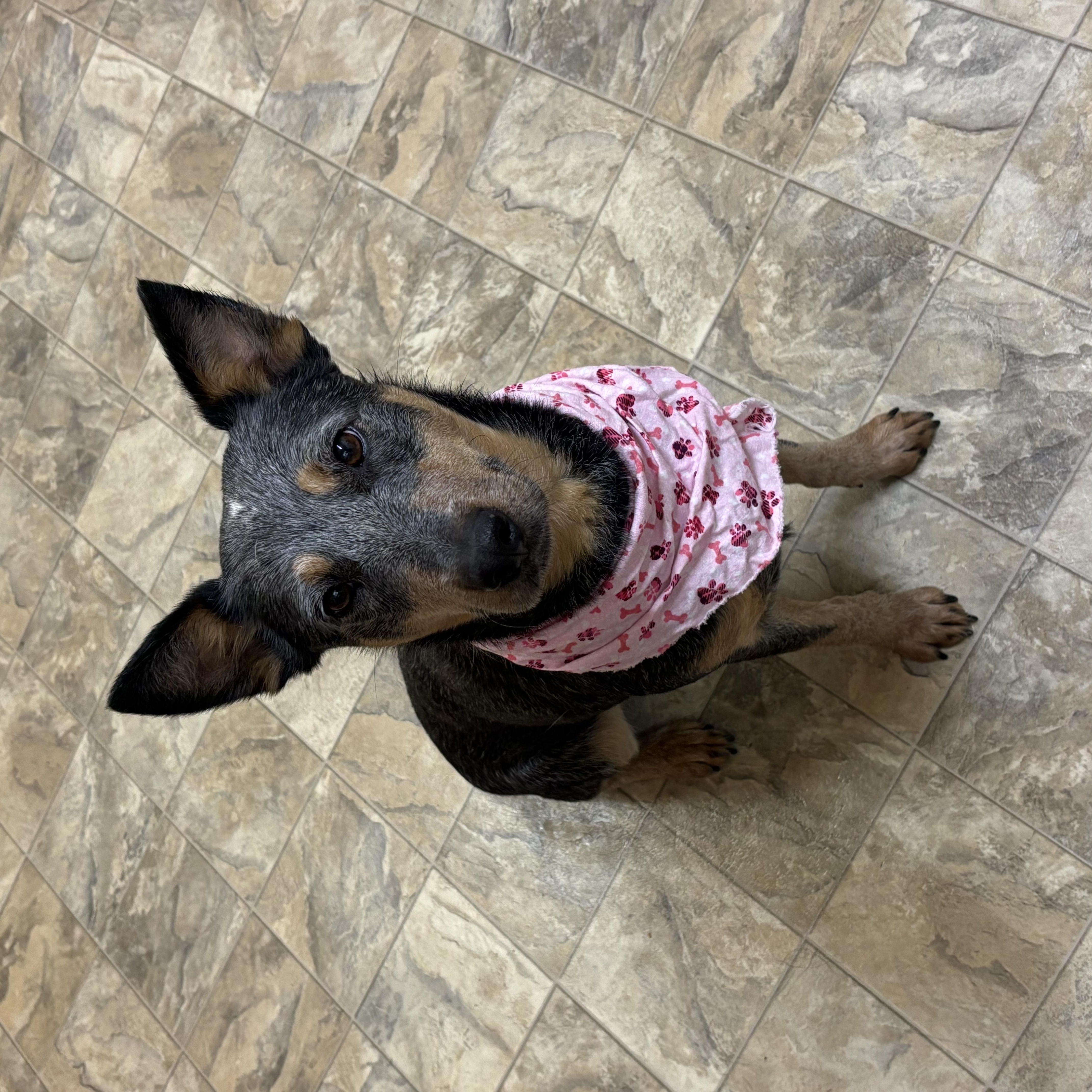 Enlarge Zola, an adopted mixed breed in Pilot Point, TX image 2/2