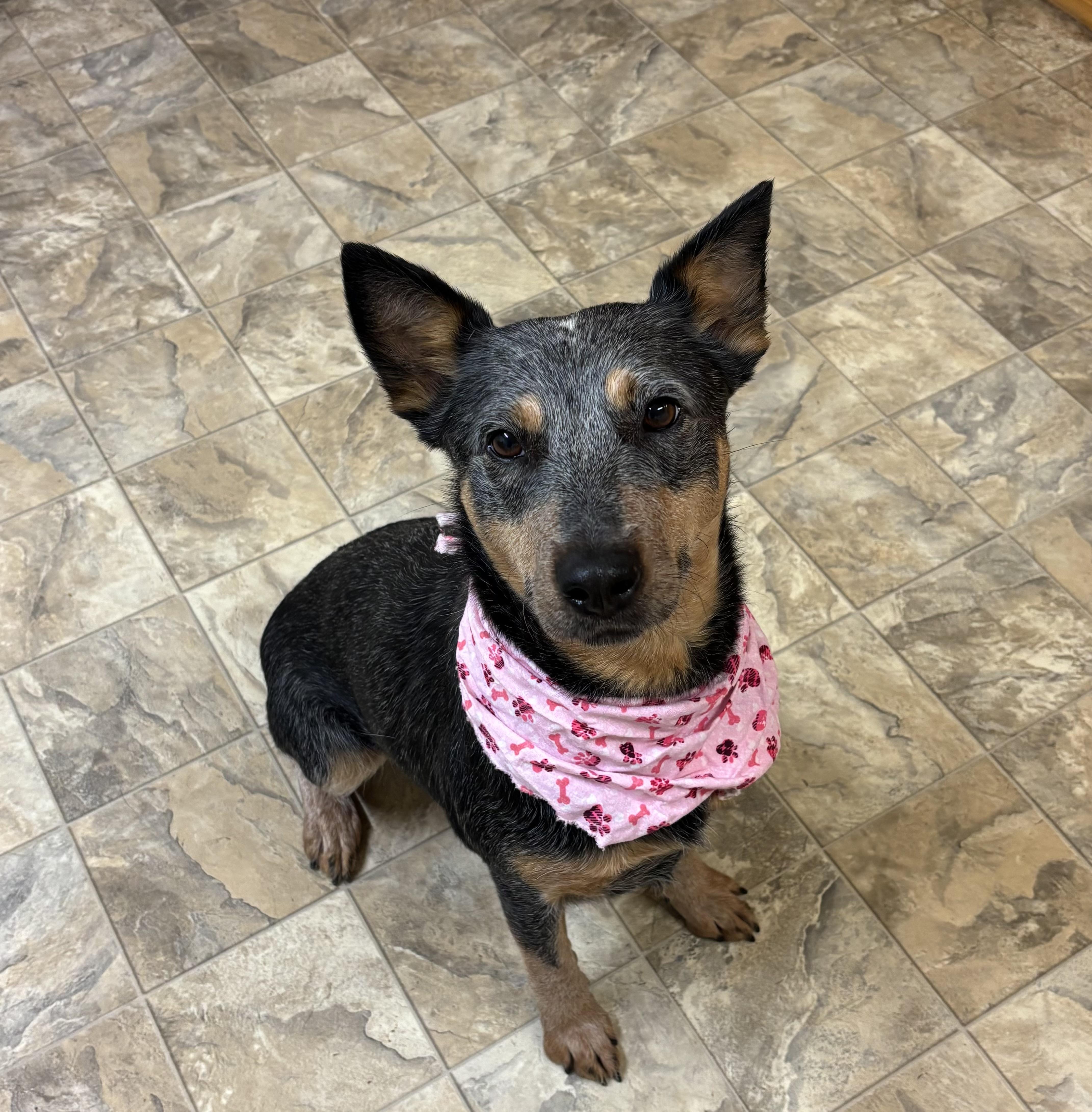 Zola, adopted, Adult Female Australian Cattle Dog / Blue Heeler.