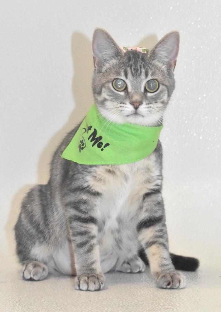 Capri, Adoptable, Kitten Female Domestic Short Hair.