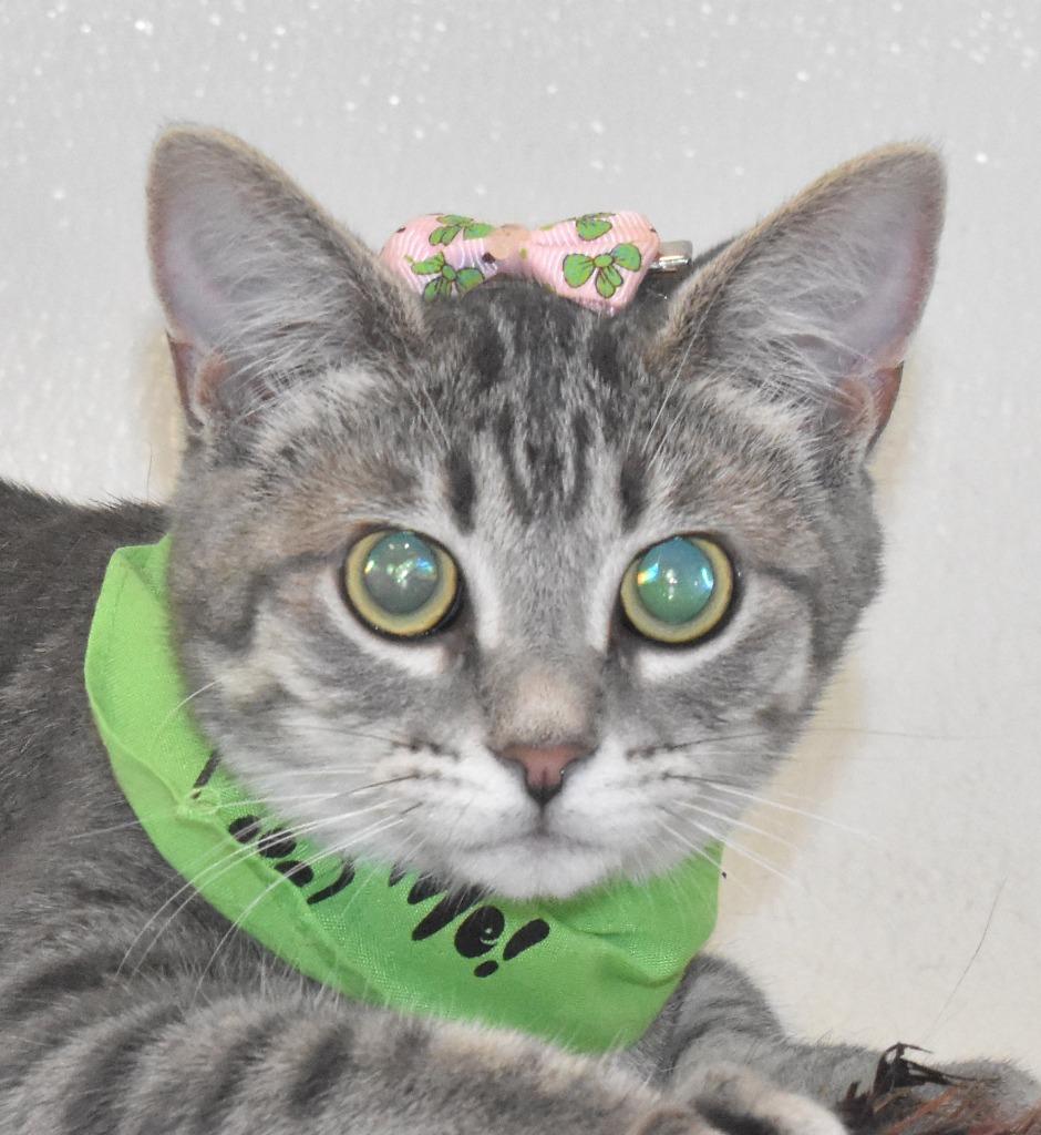 Enlarge Capri, a Adoptable mixed breed in Springfield, OH image 2/5