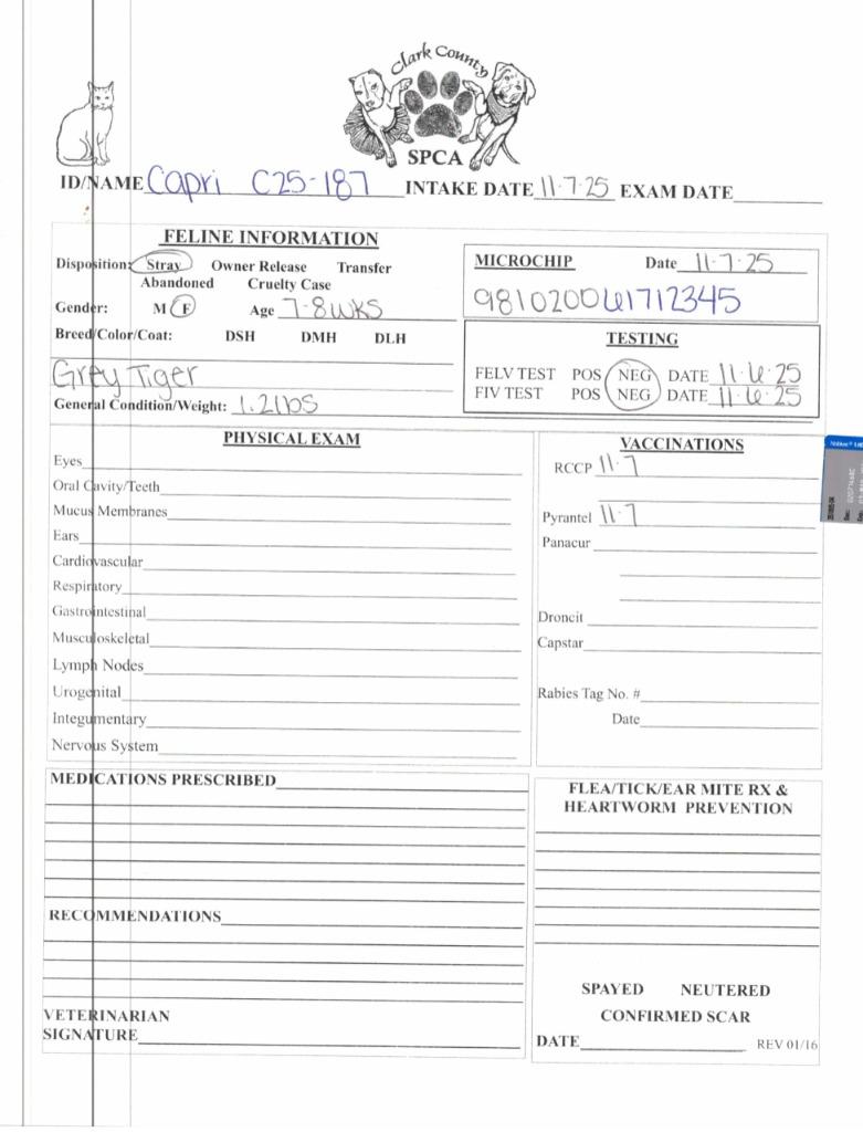 Enlarge Capri, a Adoptable mixed breed in Springfield, OH image 3/5