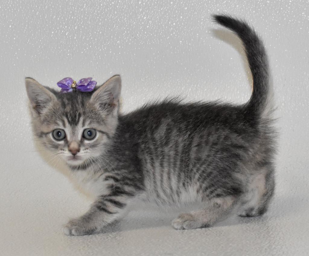 Enlarge Capri, a Adoptable mixed breed in Springfield, OH image 4/5