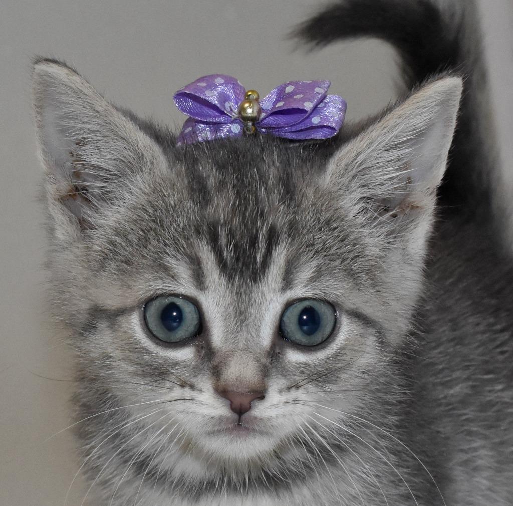 Enlarge Capri, a Adoptable mixed breed in Springfield, OH image 5/5