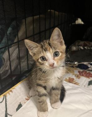 Enlarge Itty Bitty Kitty, a Adoptable Domestic Short Hair in Lawrenceville, GA image 1/1