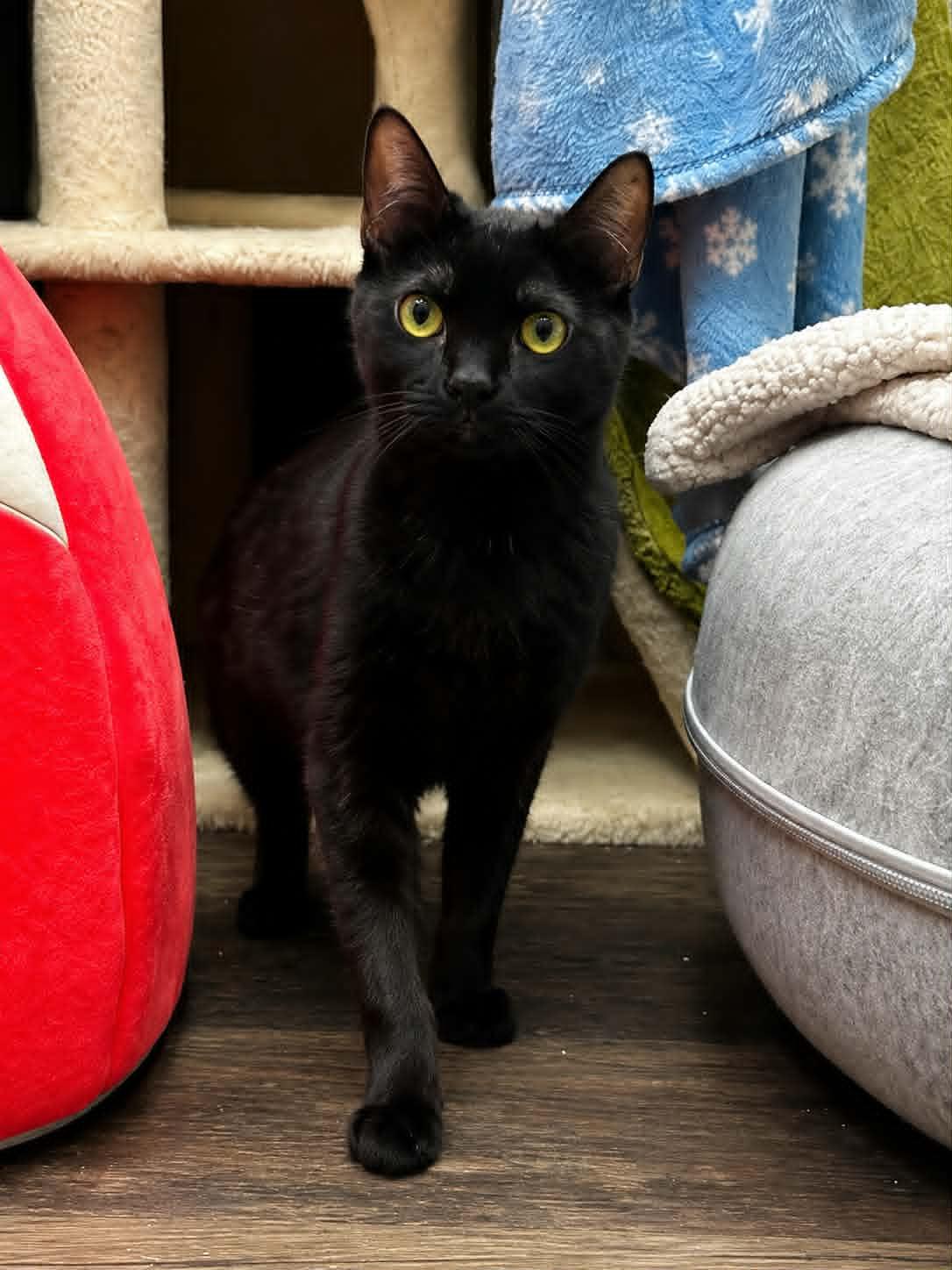 Kathy, ADOPTABLE, Kitten Female Domestic Short Hair.