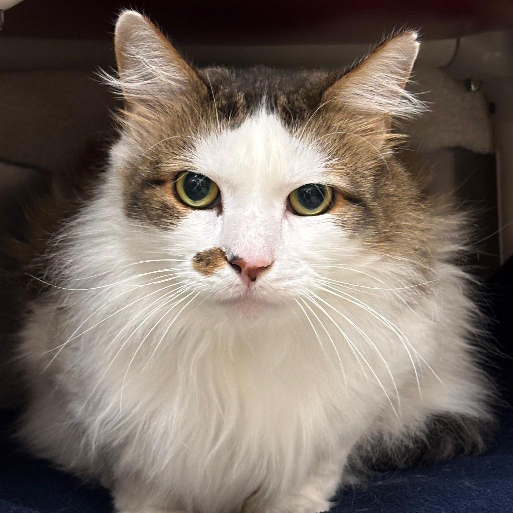 Enlarge Bub FIV+, a Adoptable mixed breed in Springfield, MA image 1/2