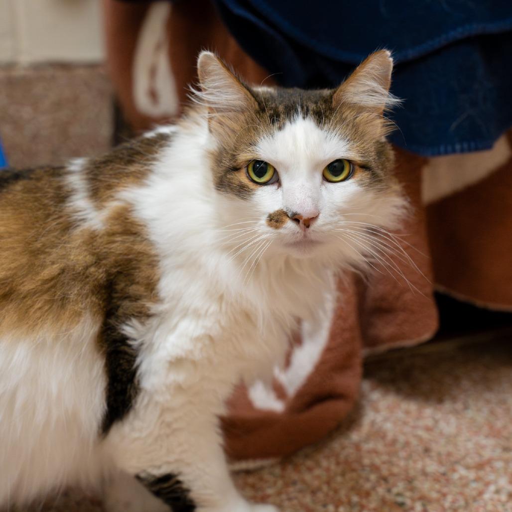 Enlarge Bub FIV+, a Adoptable mixed breed in Springfield, MA image 2/2