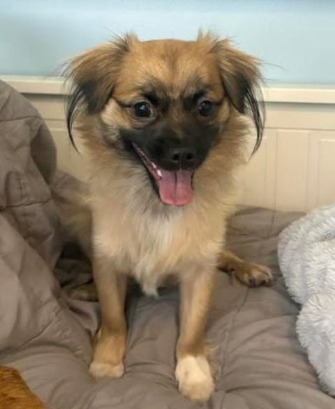 Maverick, Adopted, Young Male Tibetan Spaniel.