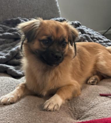 Enlarge Maverick, a Adopted Tibetan Spaniel in Osteen, FL image 2/3