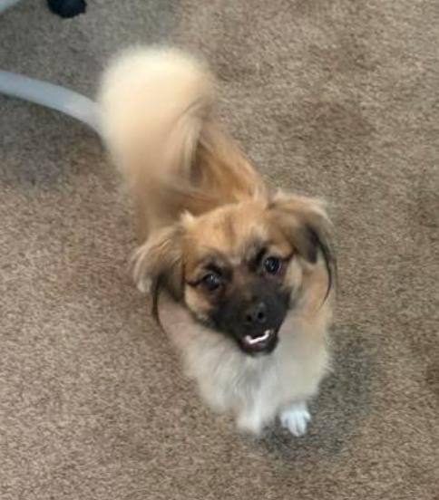 Enlarge Maverick, a Adopted Tibetan Spaniel in Osteen, FL image 3/3