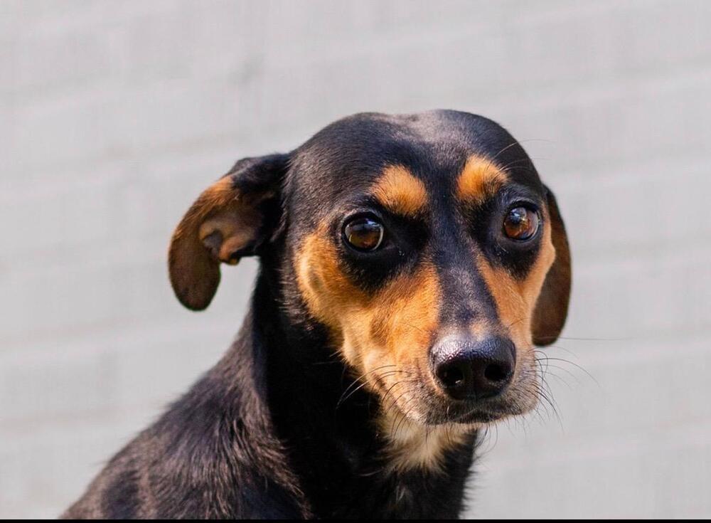 Laika, Adoptable, Adult Female Mixed Breed.